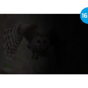OWL, Privacy Filter for 16" Screen, 16:10, 345 x 215 mm - NFP-2287